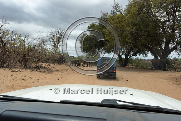 Waiting for African bush elephants (Loxodonta africana), Kruger