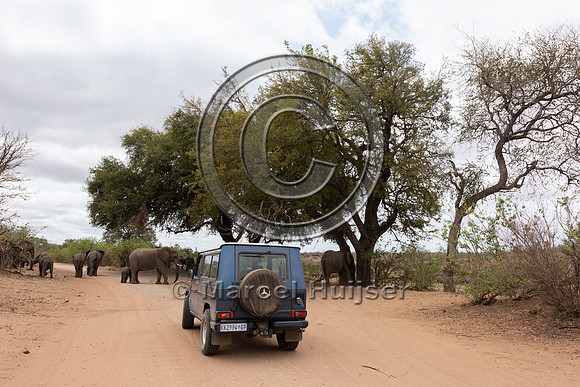 Waiting for African bush elephants (Loxodonta africana), Kruger