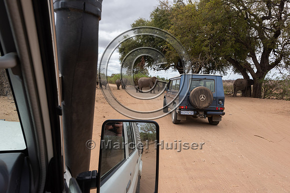 Waiting for African bush elephants (Loxodonta africana), Kruger