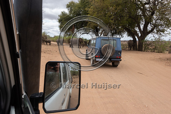 Waiting for African bush elephants (Loxodonta africana), Kruger