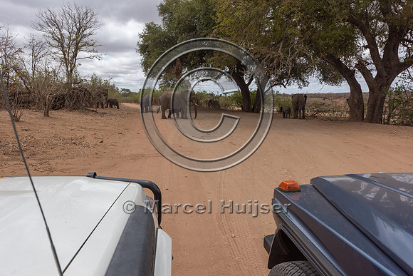 Waiting for African bush elephants (Loxodonta africana), Kruger