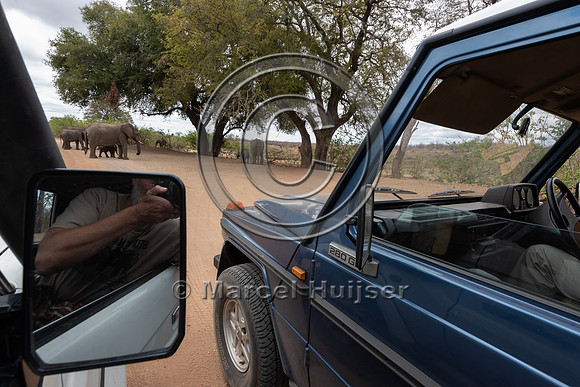 Waiting for African bush elephants (Loxodonta africana), Kruger