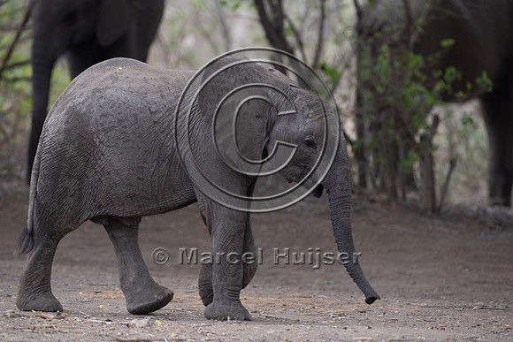 African bush elephant (Loxodonta africana), Kruger National Park