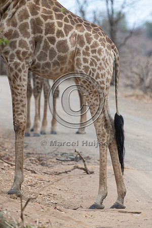 South African giraffe (Giraffa camelopardalis giraffa), Kruger N
