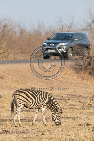 Burchell's zebra (Equus quagga burchellii), Kruger National Park