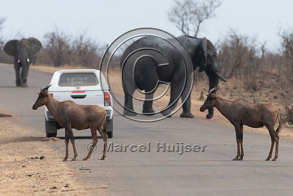 African bush elephant (Loxodonta africana) and common tsessebe (