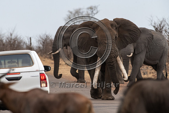 African bush elephant (Loxodonta africana), Kruger National Park