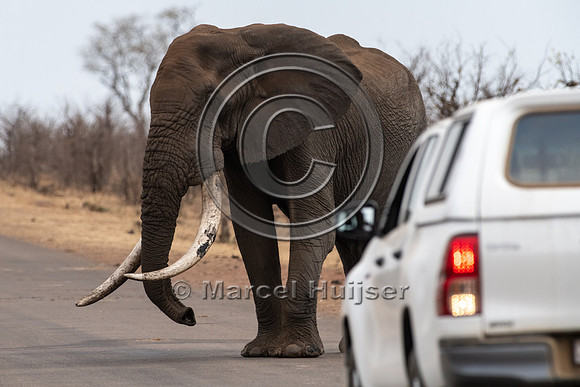 African bush elephant (Loxodonta africana), Kruger National Park