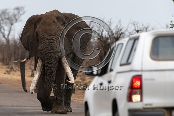 African bush elephant (Loxodonta africana), Kruger National Park