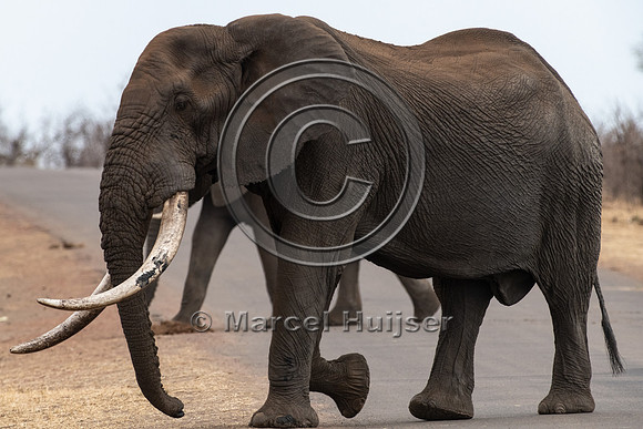African bush elephant (Loxodonta africana), Kruger National Park