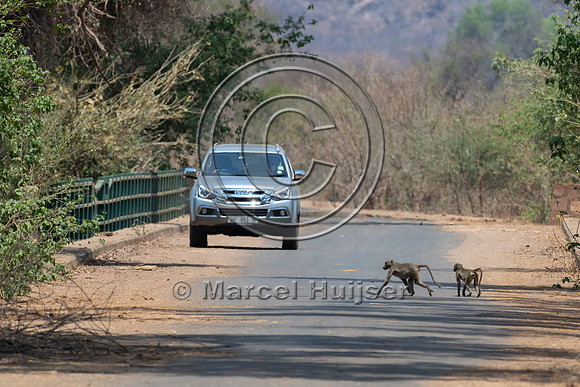 Chacma baboon (Papio ursinus), Kruger National Park, South Afric