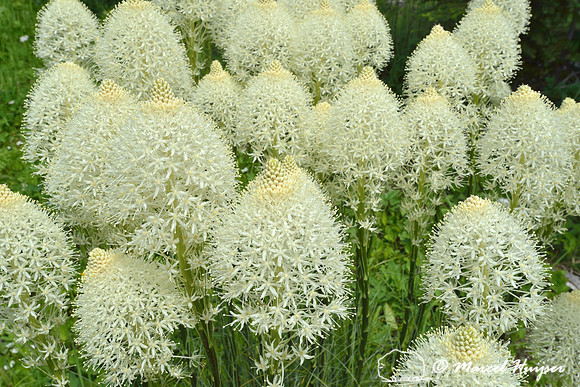 Beargrass (Xerophyllum tenax), Lolo Pass area, Idaho, USA