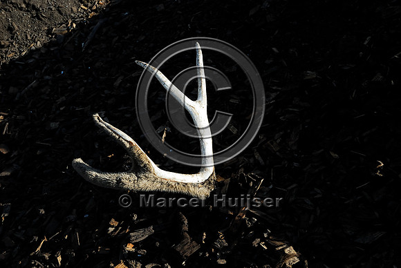 Mule deer (Odocoileus hemionus) antlers, roadkill at wildlife composting facility, MT