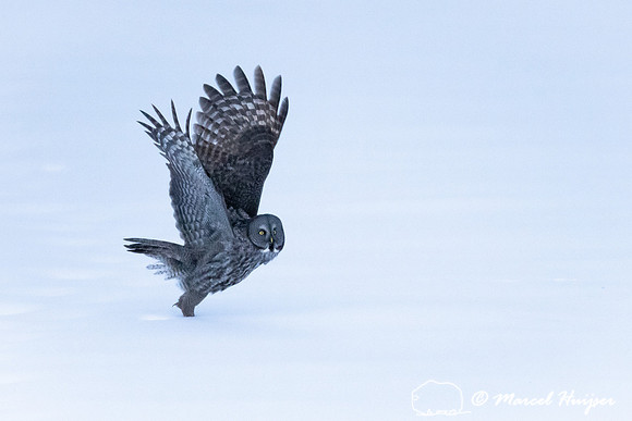 Great gray owl (Strix nebulosa), near Missoula, Montana