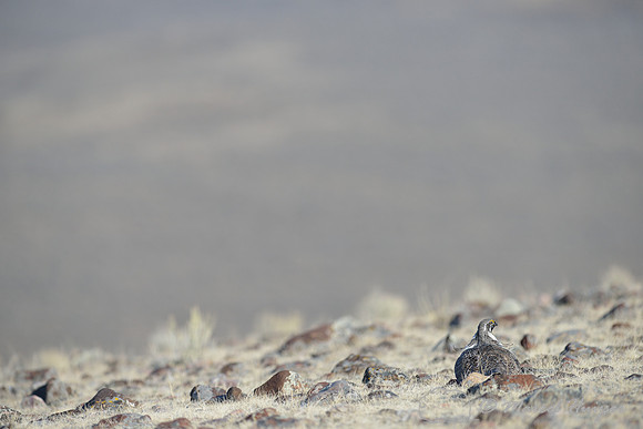 Greater sage-grouse (Centrocercus urophasianus) stops displaying and is instantly well camouflaged after a horned lark flies by, Montana, USA