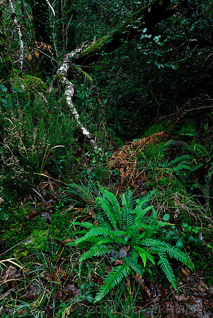 Ferns and heather in oceanic sessile oak woodland in winter, Glengarriff Forest Nature Reserve, Ireland
