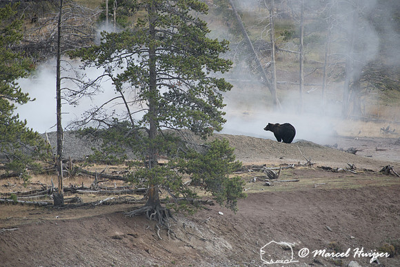 Grizzly bear (Ursus arctos) and geyser,  Wyoming, USA