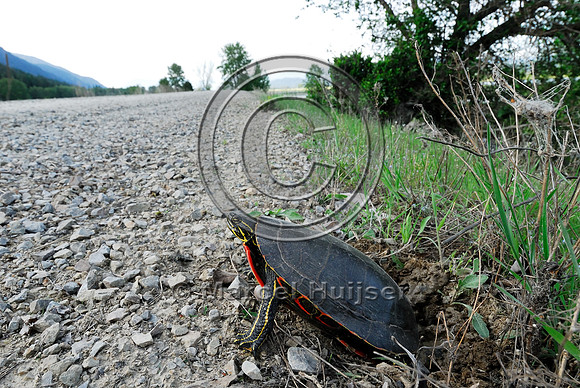 Western painted turtle ( Chrysemys picta bellii) digging a hole and laying eggs along a gravel road, northern Idaho, USA