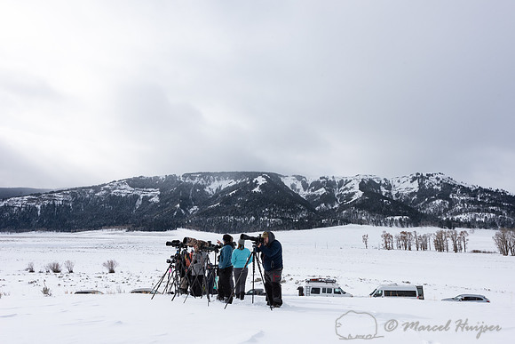 Wolf watching, Yellowstone National Park, Wyoming, USA