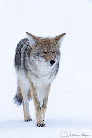 Coyote (Canis latrans) in the snow, Yellowstone National Park, W