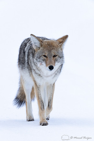 Coyote (Canis latrans) in the snow, Yellowstone National Park, W