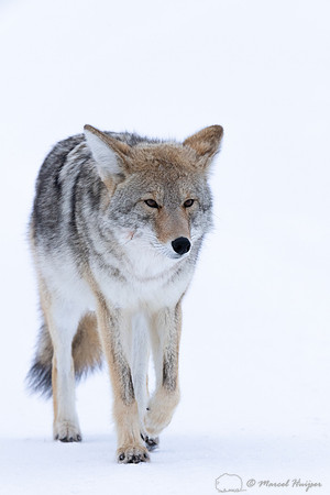 Coyote (Canis latrans) in the snow, Yellowstone National Park, W