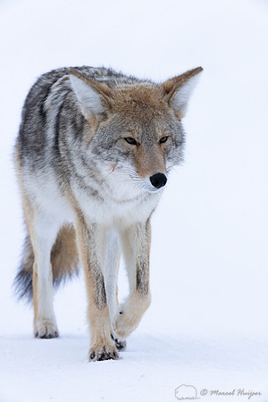 Coyote (Canis latrans) in the snow, Yellowstone National Park, W