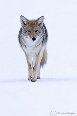 Coyote (Canis latrans) in the snow, Yellowstone National Park, W