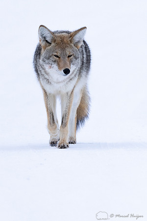 Coyote (Canis latrans) in the snow, Yellowstone National Park, W