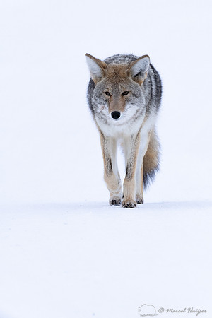 Coyote (Canis latrans) in the snow, Yellowstone National Park, W
