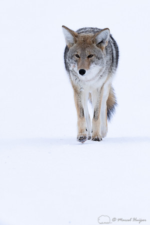 Coyote (Canis latrans) in the snow, Yellowstone National Park, W