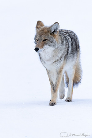 Coyote (Canis latrans) in the snow, Yellowstone National Park, W