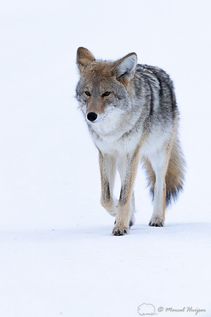 Coyote (Canis latrans) in the snow, Yellowstone National Park, W