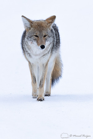 Coyote (Canis latrans) in the snow, Yellowstone National Park, W