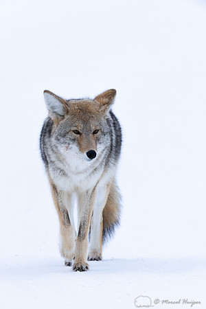 Coyote (Canis latrans) in the snow, Yellowstone National Park, W