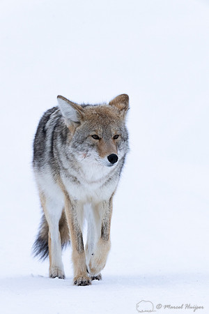 Coyote (Canis latrans) in the snow, Yellowstone National Park, W