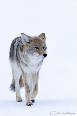 Coyote (Canis latrans) in the snow, Yellowstone National Park, W