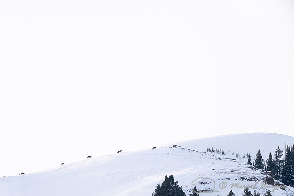 Wolves (Junction Butte pack) on the ridge, Yellowstone National