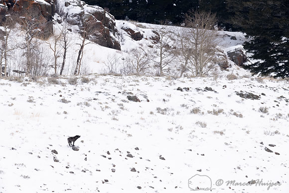 Lost black wolf (member of the Junction Butte pack) howling to m