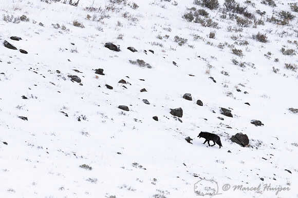 Lost black wolf (member of the Junction Butte pack), Yellowstone