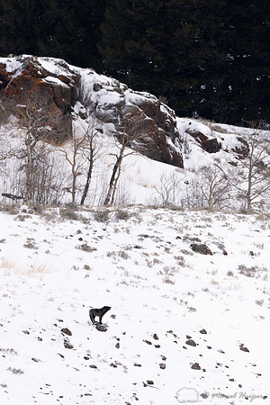 Lost black wolf (member of the Junction Butte pack) howling to m