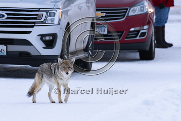 Coyote (Canis latrans) in the snow, Yellowstone National Park, W