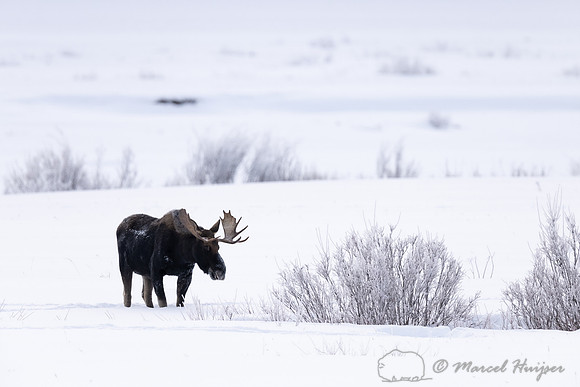 Bull moose (Alces americanus), Yellowstone National Park, Wyomin