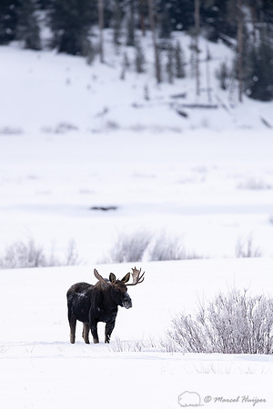 Bull moose (Alces americanus), Yellowstone National Park, Wyomin
