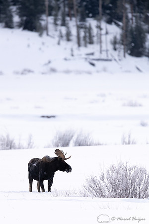 Bull moose (Alces americanus), Yellowstone National Park, Wyomin