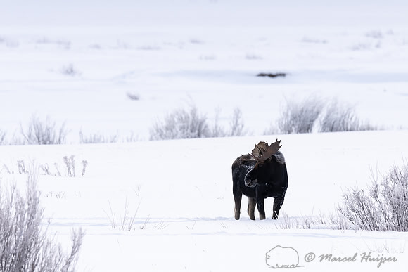 Bull moose (Alces americanus), Yellowstone National Park, Wyomin