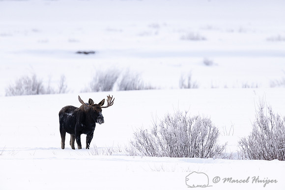 Bull moose (Alces americanus), Yellowstone National Park, Wyomin