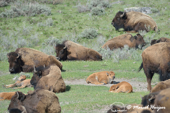 Bison (Bison bison) herd with cows and calves resting in green grass, Yellowstone National Park, USA