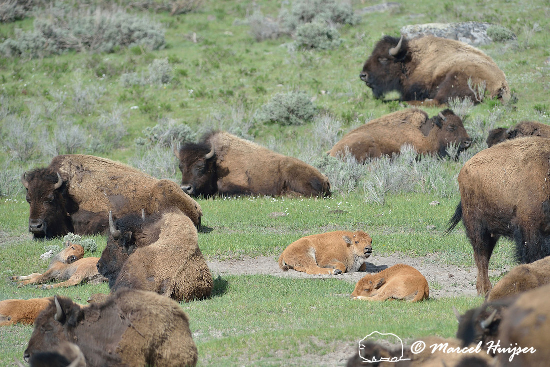 Bison (Bison bison) herd with cows and calves resting in green grass, Yellowstone National Park, USA