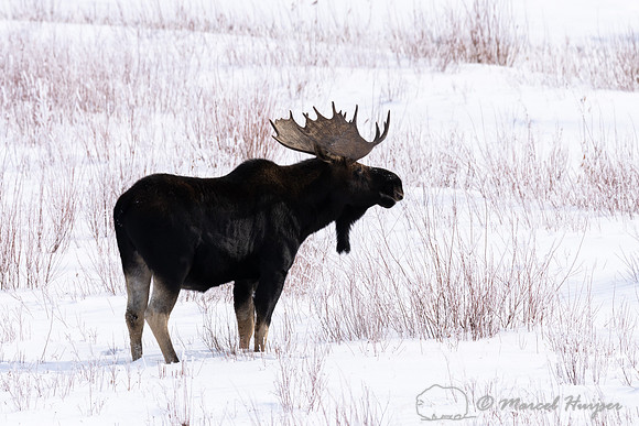 Bull moose (Alces americanus), Yellowstone National Park, Wyomin